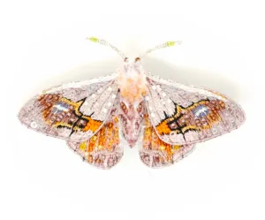 Embroidered & Beaded Brooch - Drepanid Moth